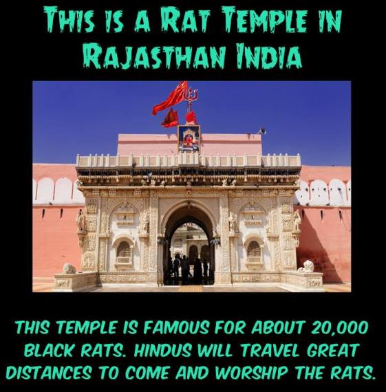 Hindu Rat Temple.jpg
