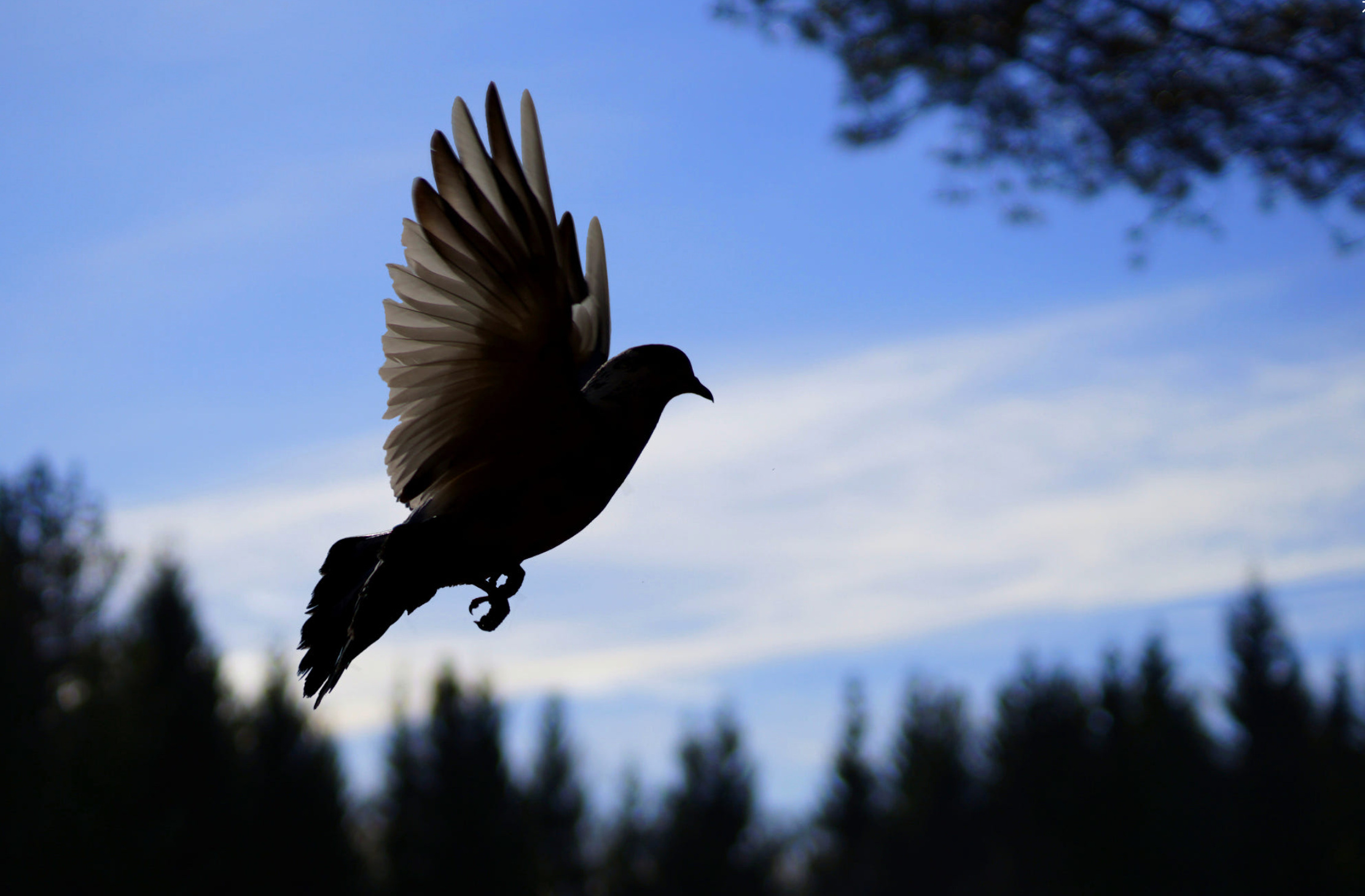 Dove_of_Peace_by_Ivan_Matushkin___500px